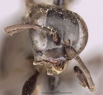 Media type: image;   Entomology 13670 Aspect: head frontal view